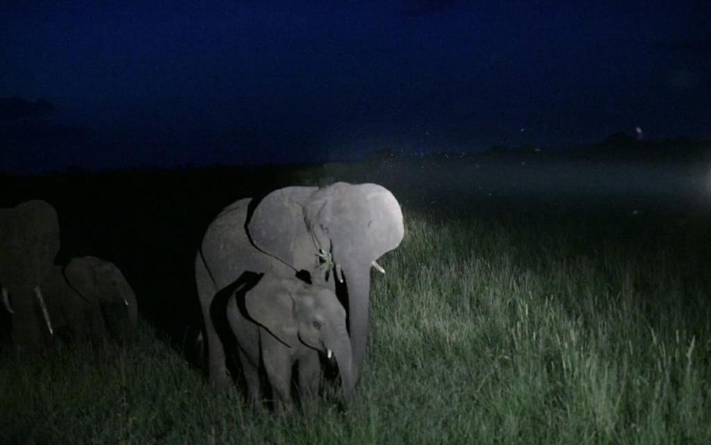 Night Game Drive
