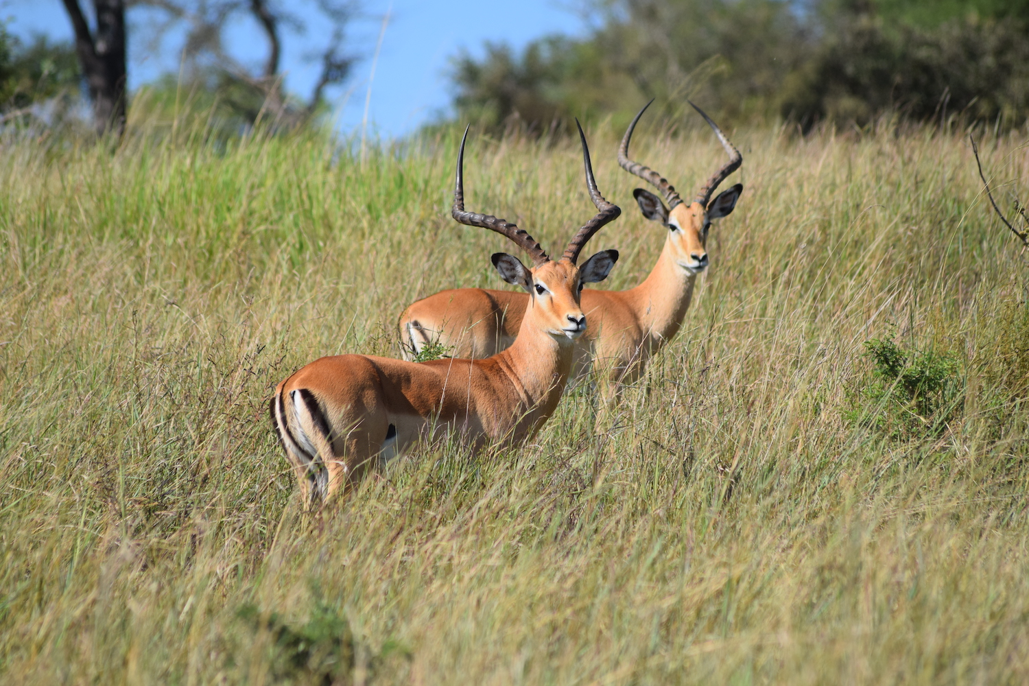 Professional Photographic Safari