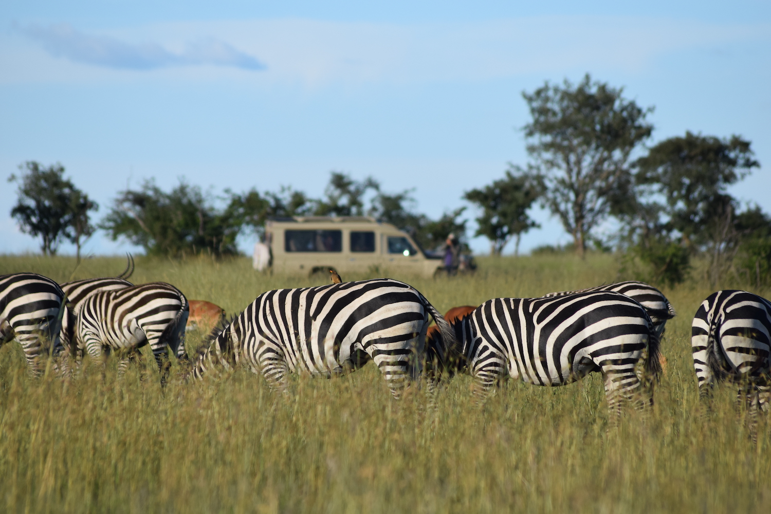 Day Game Drives - Camp Concession Area